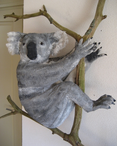 Koala 3.jpg